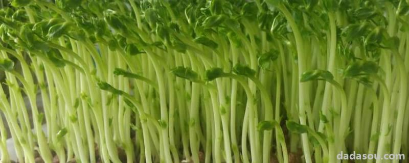 第一茬豌豆苗应该剪到哪里,附豌豆苗的<a href=https://www.dadasou.com/ny/zhongzhi/ target=_blank class=infotextkey>种植</a>方法和时间