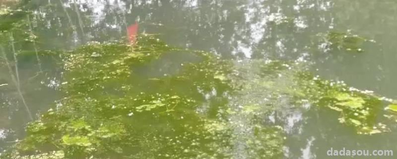 利菌多的作用,主要成分是什么