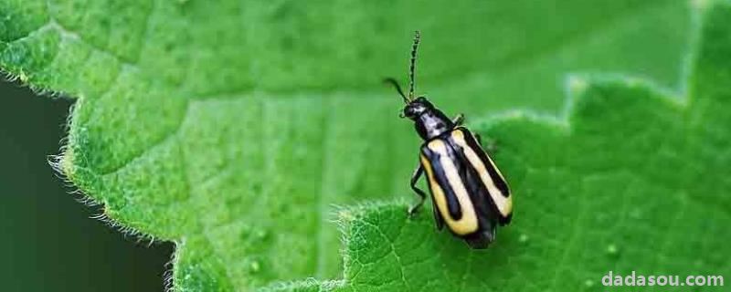 跳甲虫用什么药杀死最快，它是怎么繁殖的