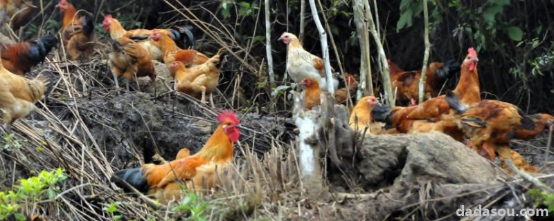 一亩地可以养多少只鸡，养鸡国家有补助吗