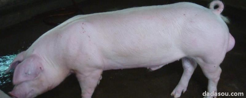 种猪是公的还是母的，种猪<a href=https://www.dadasou.com/ny/yangzhi/ target=_blank class=infotextkey>养殖</a>标准养殖场要求