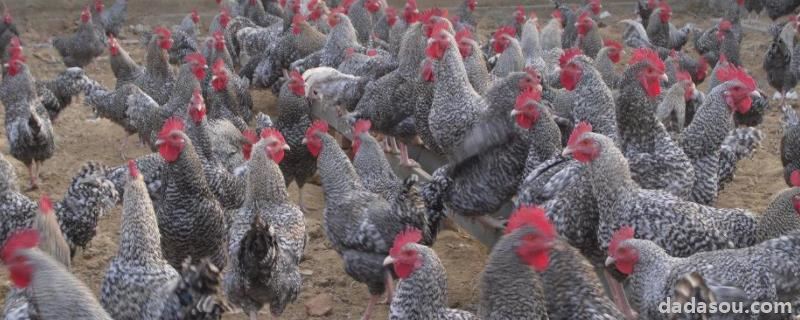 养100只芦花鸡一年利润多少，芦花鸡的产地在哪
