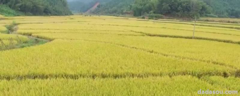 基本农田可以<a href=https://www.dadasou.com/ny/zhongzhi/ target=_blank class=infotextkey>种植</a>绿化苗木吗,前景好的品种有哪些