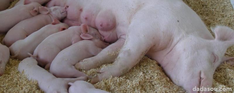 猪生病了不吃食还喘气怎么办，吃的金霉素有啥作用