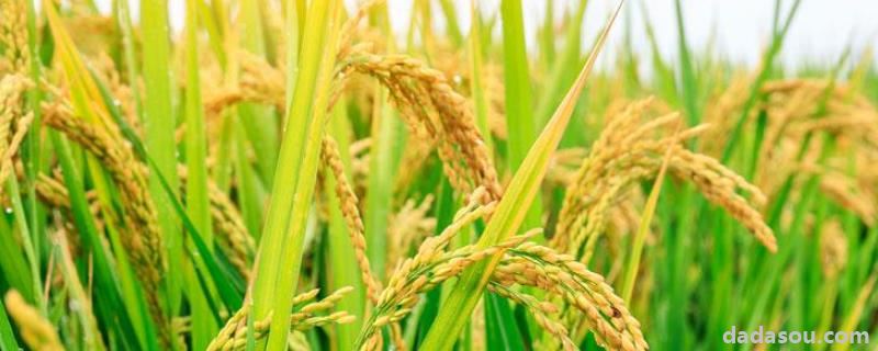 陕西省水稻主要<a href=https://www.dadasou.com/ny/zhongzhi/ target=_blank class=infotextkey>种植</a>在,水稻的<a href=https://www.dadasou.com/question/ target=_blank class=infotextkey>生活</a>史分成哪六个阶段