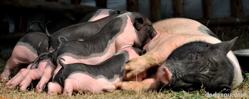 育肥猪能长期用金霉素吗，长期用有副作用吗