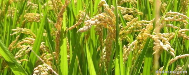 水稻亩产，水稻的起源