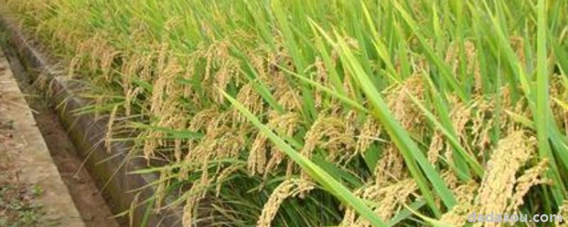 水稻杂交育种原理，水稻亩产2000斤正常吗