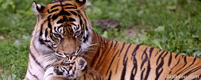 老虎的繁殖，繁殖能力强吗