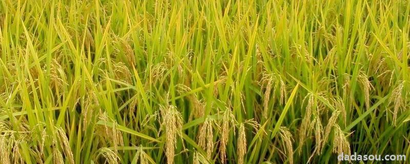 2020年水稻主推品种，水稻晒田期是不是拔节期