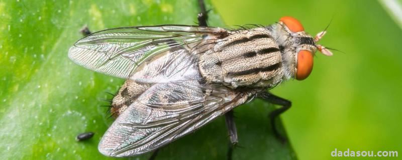 灭苍蝇最有效的农药，如何有效防治