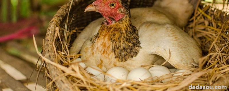 母鸡吃什么容易下蛋，为什么天冷了鸡就不下蛋了