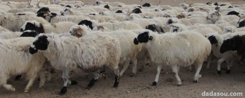 羊吃了塑料布几天能看出症状，最简单的有效方法是什么