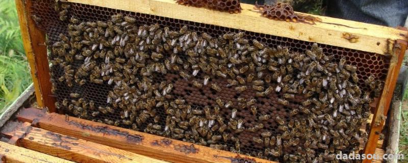 蜂蜡加什么药能诱蜂，诱蜂桶怎样才能诱到蜂