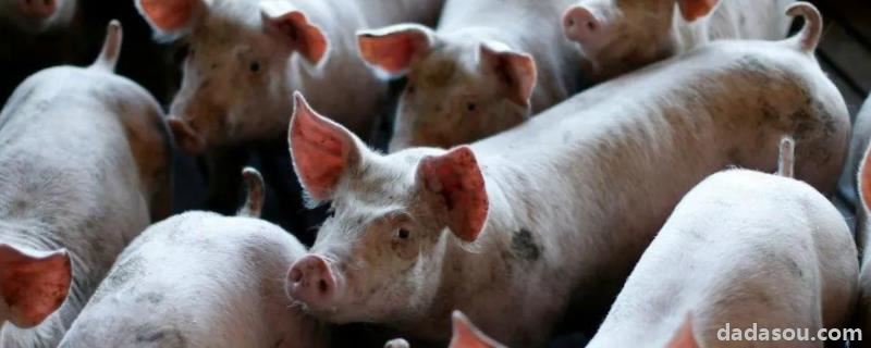怎么判断猪得了猪瘟，板蓝根能治疗非洲猪瘟吗