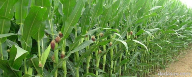新疆玉米高产纪录，什么品种好