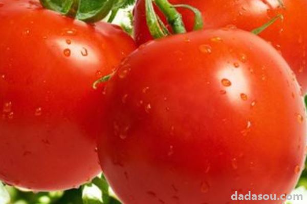 大棚西红柿浇水方式