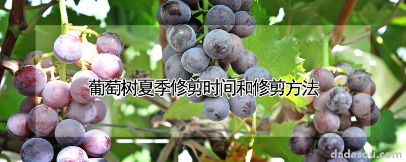 葡萄树夏季修剪时间和修剪方法