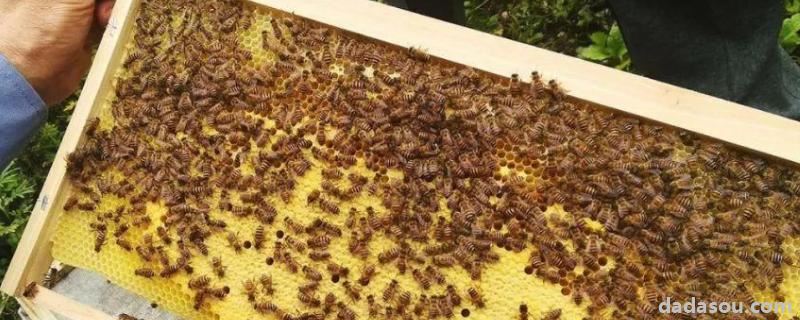中蜂怎样合群最简单，中蜂仓王怎么分辨