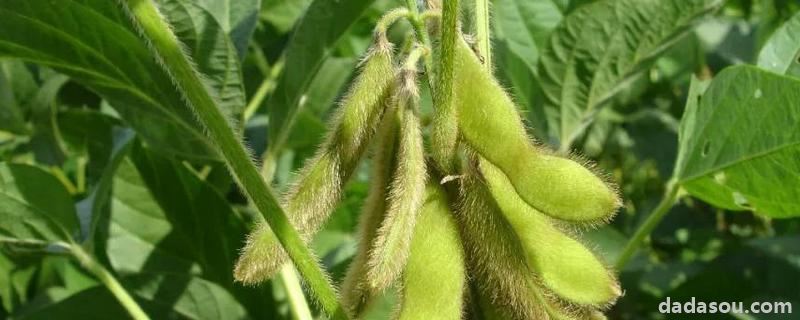 种豆肥田的原理是什么,种豆子什么时候好