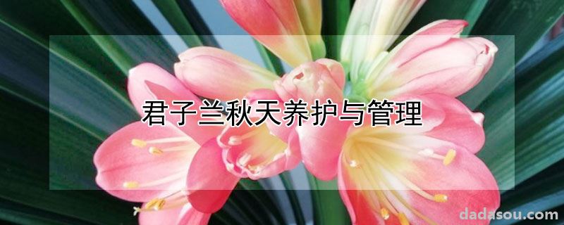 君子兰秋天养护与管理