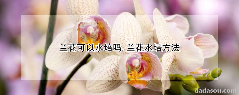 兰花可以水培吗,兰花水培方法