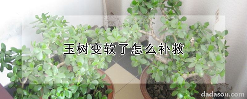 玉树变软了怎么补救