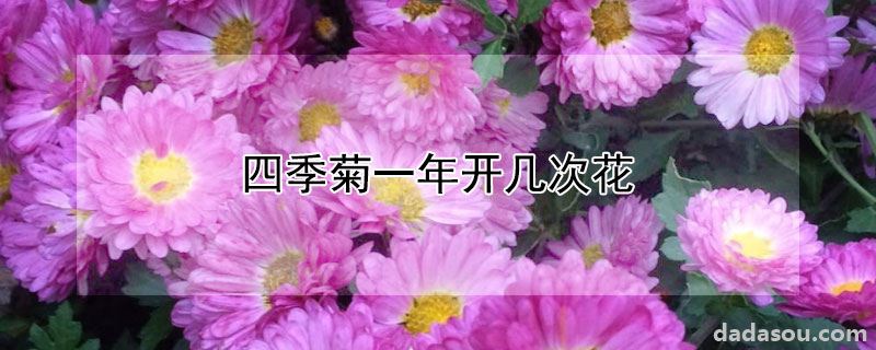 四季菊一年开几次花