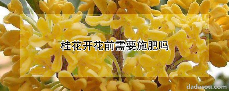 桂花开花前需要施肥吗