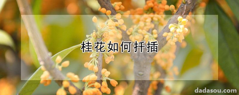 桂花如何扦插