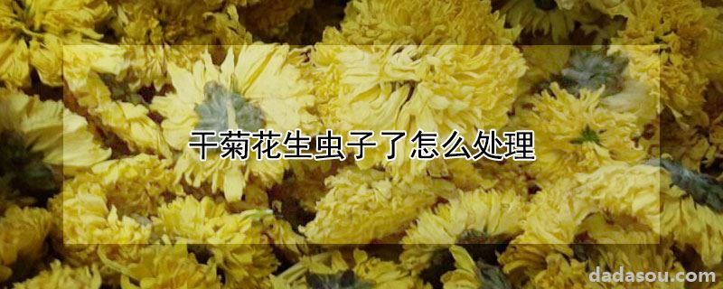 干菊花生虫子了怎么处理