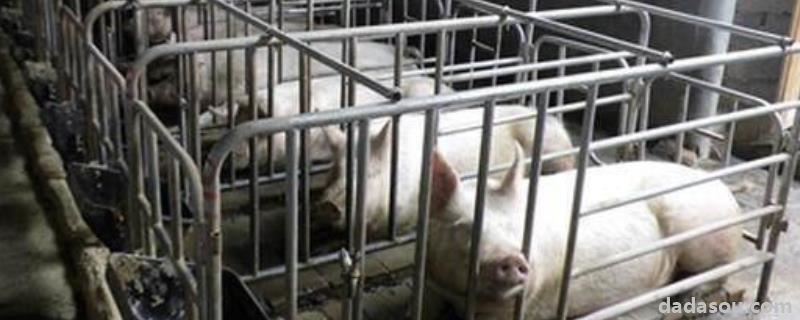 养猪成本，300斤猪的猪笼的尺寸