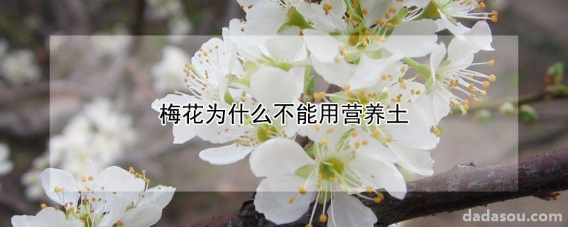 梅花为什么不能用营养土