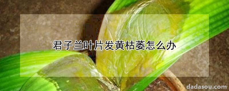 君子兰叶片发黄枯萎怎么办