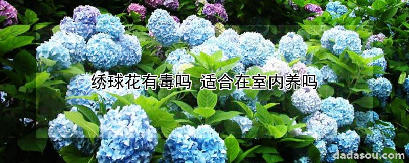 绣球花有毒吗 适合在室内养吗