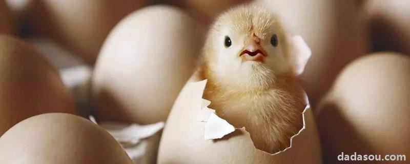 鸡胚是什么，适宜的孵化温度是多少