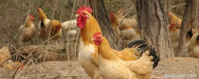 鸡互相啄尾巴用什么药，是什么原因导致的
