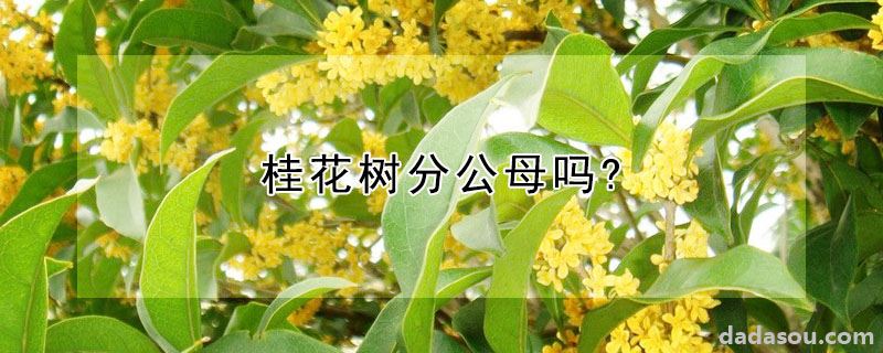 桂花树分公母吗?