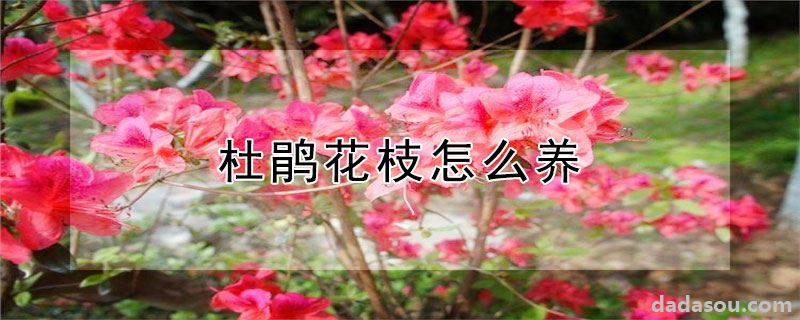 杜鹃花枝怎么养