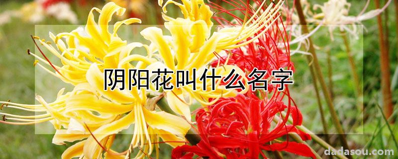 阴阳花又叫什么（阴阳花叫什么名字）