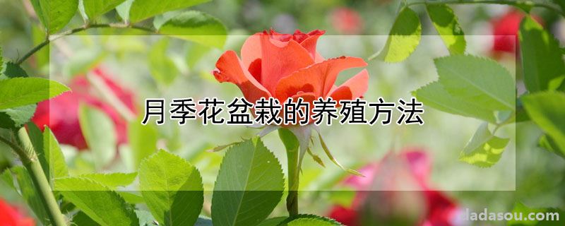 月季花盆栽的养殖方法