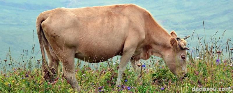 牛吃塑料袋多久没事就没事了，牛真正的胃称做什么