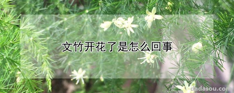 文竹开花了是怎么回事