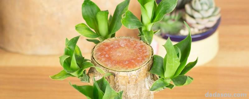 巴西木格鲁特<a href=https://www.dadasou.com/ny/yangzhi/ target=_blank class=infotextkey>养殖</a>方法,盆栽能活多久