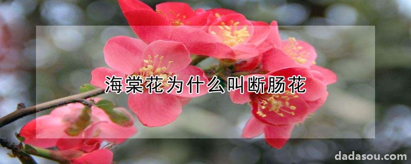 海棠花为什么叫断肠花