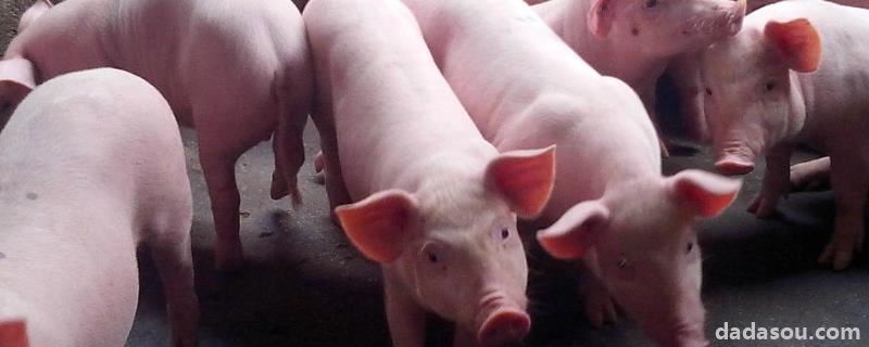 育肥猪怎么喂长得快，红糖喂猪起到什么作用
