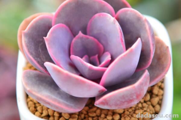 紫丁香花的特点是什么