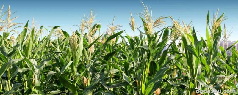 玉米的生长环境，高产玉米品种介绍