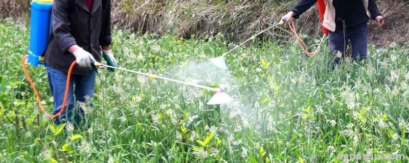 播种耕田除草施肥收割怎么排序,施肥后几天能看到效果