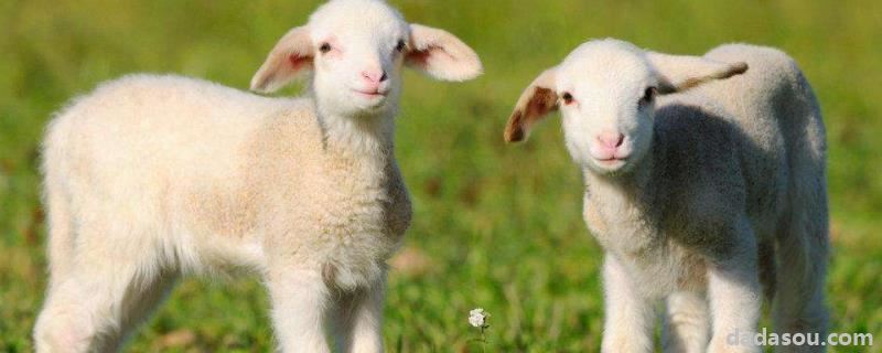 羊难产最简单的方法，羊难产有什么症状